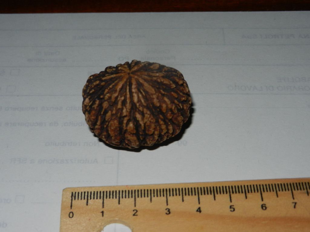 Frutto di Juglans nigra